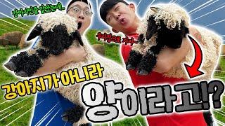 강아지인줄 알고 키우려고 했는데 사기당했습니다.. 강아지 키울래!!