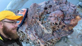 Rainy day fossil hunting on a secluded beach [huge fossil bones, skull?]