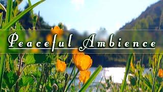  Begin Your Day with POSITIVE ENERGYHealing Nature Sounds Fresh Morning Peaceful Lake Ambience#3