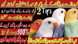 Without Medicine Love Birds sy Bareeding Ly ||  darust Formula #bareeding #birds #pets