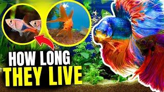 How Long Do Fish Live? 