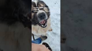 Как приучить кавказскую овчарку к наморднику!!! #animal #dog #doglover