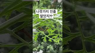 베란다 텃밭 곤충 친구                         #새싹 #식물키우기 #베란다텃밭