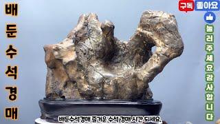 배둔수석경매 25년 6월 17일 화요일 즐거운 수석 경매 시간 되세요. 수석 수석경매 수석경매장 수석경매실시간 실시간수석경매 실시간경매