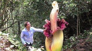 World's BIGGEST Flowers! (World's Most Spectacular Plants episode 2 of 14)