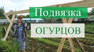 Как подвязать огурцы в открытом грунте. (06.06.16)