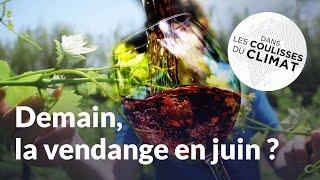 Quels vins boirons-nous en 2050, avec le changement climatique ? | Dans les coulisses du climat