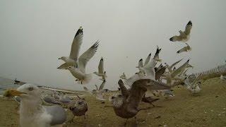 Seagulls! from MewTube™... Video For Cats!