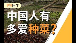 【阿牛】一个中国人每年吃掉半吨蔬菜，中国人是如何种菜的？