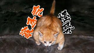 路边突然冲出一只浑身肌肉的猫咪，身形十分怪异  a muscular cat rushed out of the roadside, with a very strange figure