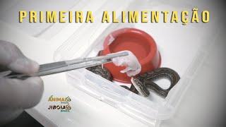 Minha jiboia chegou, como ofertar a primeira alimentação ?