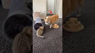 Introducing a new kitten to dogs!