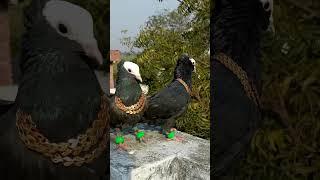 Pigeon attitude level video  ️ || जरा पर्दा hta do  || #shorts #youtubeshorts #viral