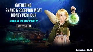 [BDO] Gathering Snake & Scorpion Meat - 2000 Mastery - Money Per Hour - 2024