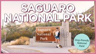 Things To Do at Saguaro National Park With Your Dog