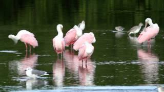 Roseate Spoonbills - Ding Darling Wildlife Refuge