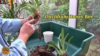 Repotting a Recently Bought Oncidium