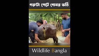 গরুটা সাথে কি হয়েছে #shorts #wildlifebd