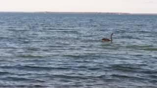 Swan swimming fast