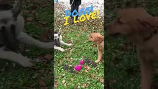 Dogs | I love dogs | #shorts #dog #dogs #doglover #doglovers #dogsoftiktok