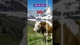 인간의 99.9%는 맞출 수 없는 틀린그림찾기