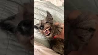 Monday Smiles      #shorts #tiktok #viral #dog #like #subscribe