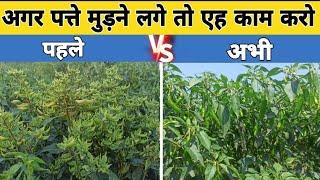 पत्ते मुड़ने लगे तो एह काम करो | Leaf Curl Virus Control | पत्ता मरोड़ रोग | रसचूसक कीट की दवा