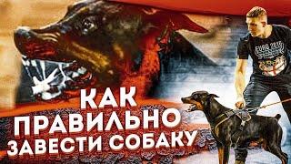 как НЕ НУЖНО заводить собаку