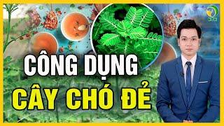 Chuyện gì xảy ra nếu uống nước cây chó đẻ mỗi ngày? - KHỎE TỰ NHIÊN