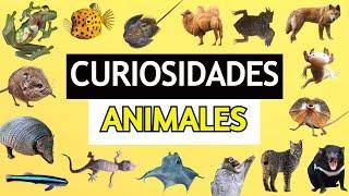 100 CURIOUS FACTS ABOUT THE RAREST ANIMALS IN THE WORLD!