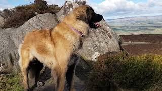 8 WEEKS TO 5 YEAR OLD LEONBERGER DOG