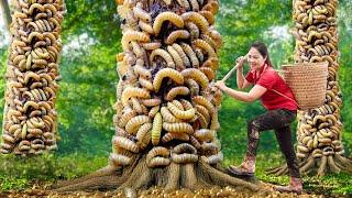 Surviving A Week in the Forest | Harvesting Giant Black GUAVA Go to Market Sell | Live Stream