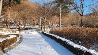 숲에서한나절-눈내린 숲 #유명산 #자생식물원 #마지막 #모니터링