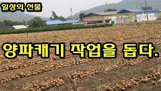 양파 수확 시기 시골동네 양파캐기돕기 [일상의 선물]