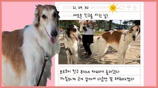 보르조이 | Borzoi 보르조이가  함께하면 200배 더 귀여워 지는 Vlog