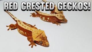 Red Crested Gecko Showcase!