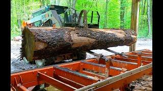 Hemlock on the Sawmill.