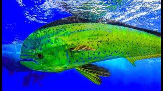 How to catch Mahi on live baits