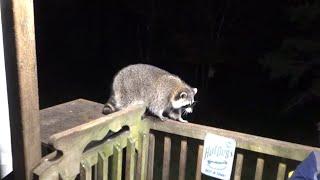 Eighteen Raccoons 24 Sep 24