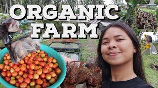 Organic Farm in Abuyog, Leyte, Philippines Tour | Natural Farming set-up | No antibiotics