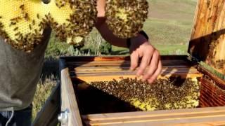 Beekeeping with Cody 2016: Bee Update June