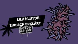 Lila Blüten | Einfach erklärt | Homegrow