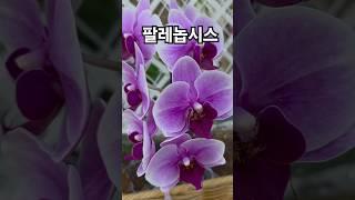 꽃이팡팡 ~ 팔레놉시스(호접란, 서양난)