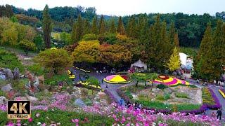 Pinnacle Land Fall Chrysanthemum Festival Walk (4K)  Beautiful chrysanthemums in the deepening fall!