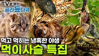 ️EBS Natural Documentary Food Chain Collection ┃#EBSdocumentary┃#골라듄다큐