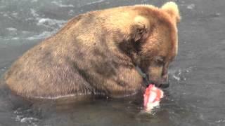 Alaska, grizzly bear eating salmon