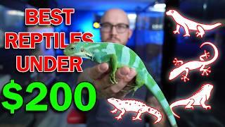 5 Pet Reptiles Under 200 dollars