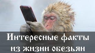 Интересные факты из жизни обезьян
