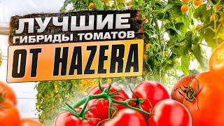 Обзор лучших гибридов томатов от компании Hazera.