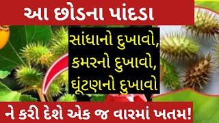 આ છોડ ના પાંદડા સાંધા નો દુખાવો કમરનો દુખાવો ઘૂંટણનો દુખાવો મેં કરી દેશે એક જ વારમાં ખતમ